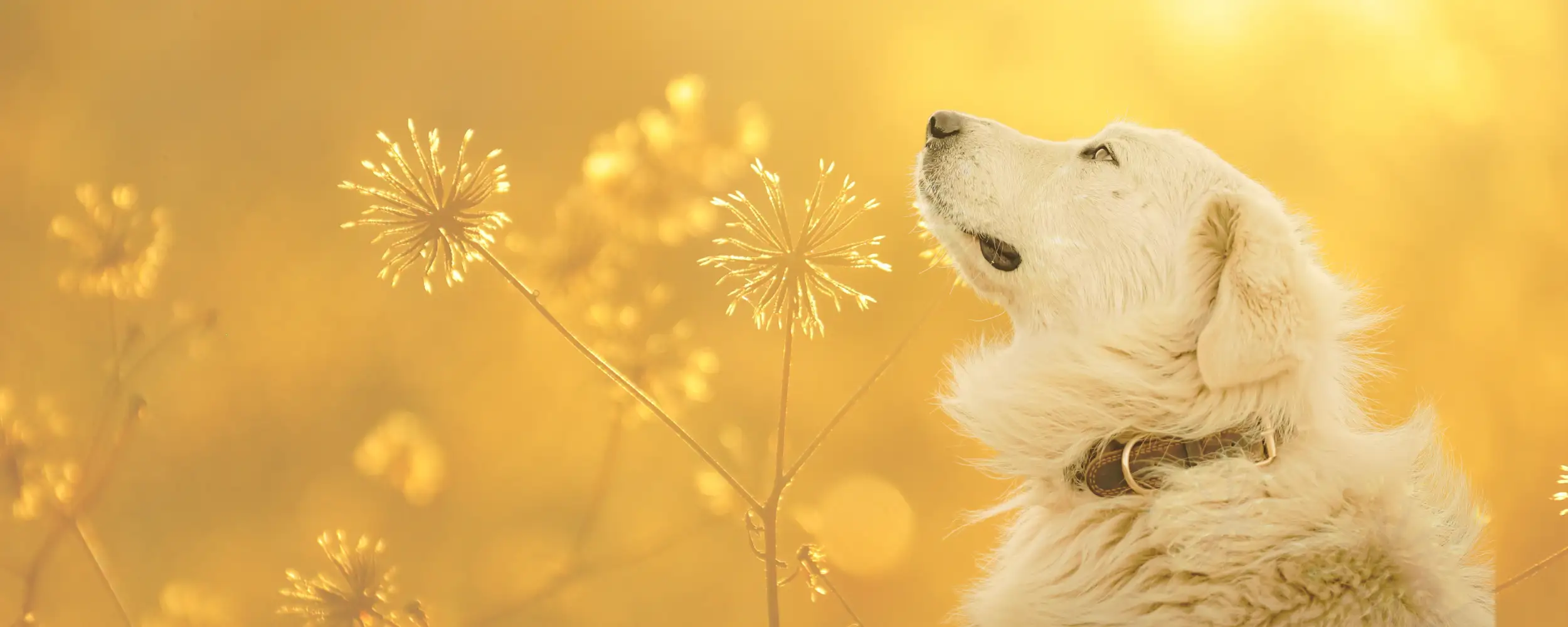 The Animal Reiki Lady website